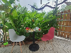 Nhà for Rent in Ganh Dau, Grand World, Phú Quốc, ₫1,300,000 / mo, photo 3